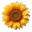 Bindu